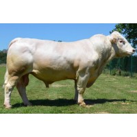 Tinh Bò Charolais - GOUJON P